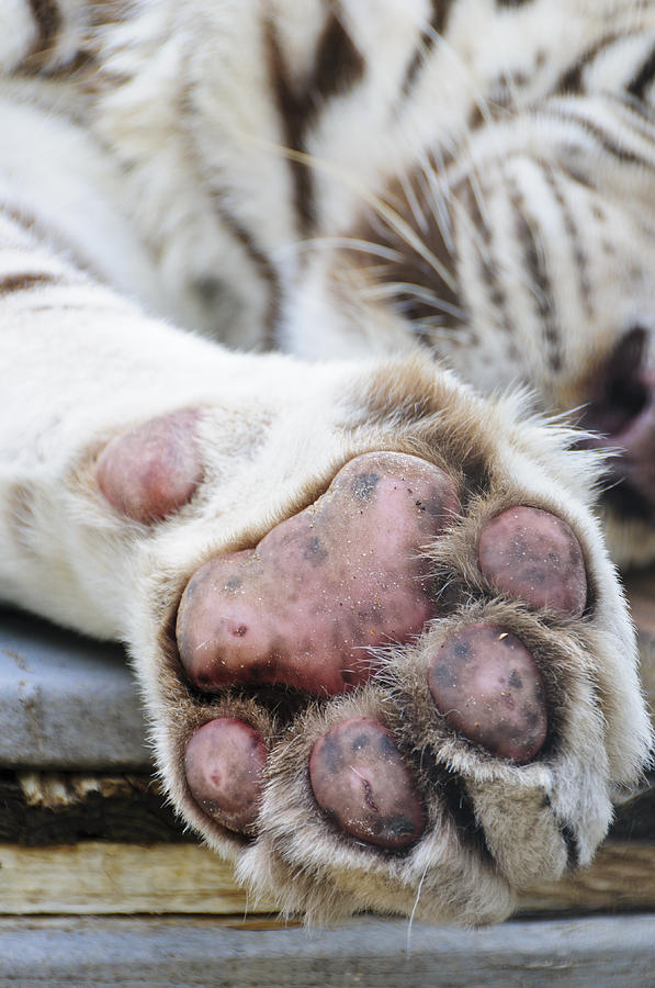 White Tiger Paw Photograph by Betty Eich