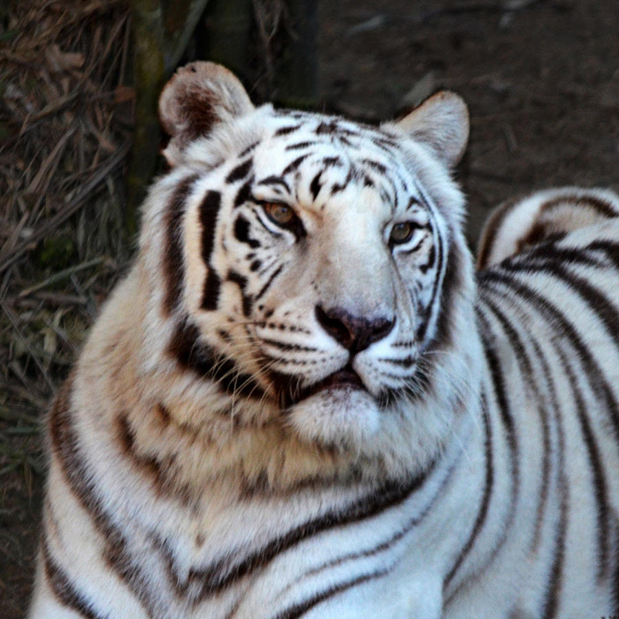 White Tiger Portrait Photograph by Maggy Marsh