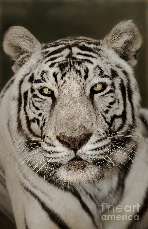 White Tiger Portrait Wildlife Rescue Photograph by Dave Welling