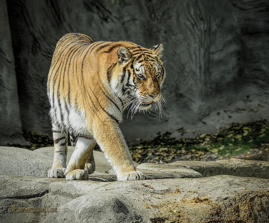 Tiger Prowl Photograph by LeeAnn McLaneGoetz