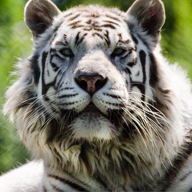 Tiger Photograph - White Tiger by Rachel Williams