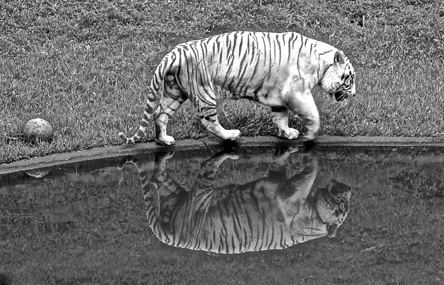 Nature Photograph - White Tiger Reflections by Venetia Featherstone-Witty