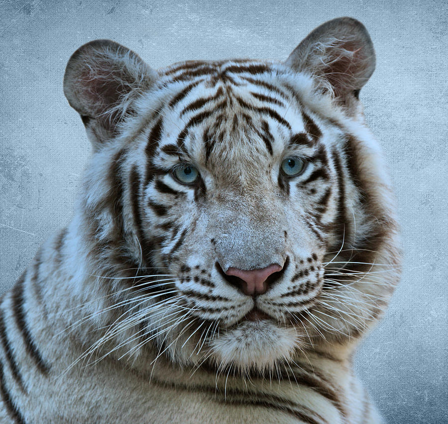White Tiger Photograph by Sandy Keeton