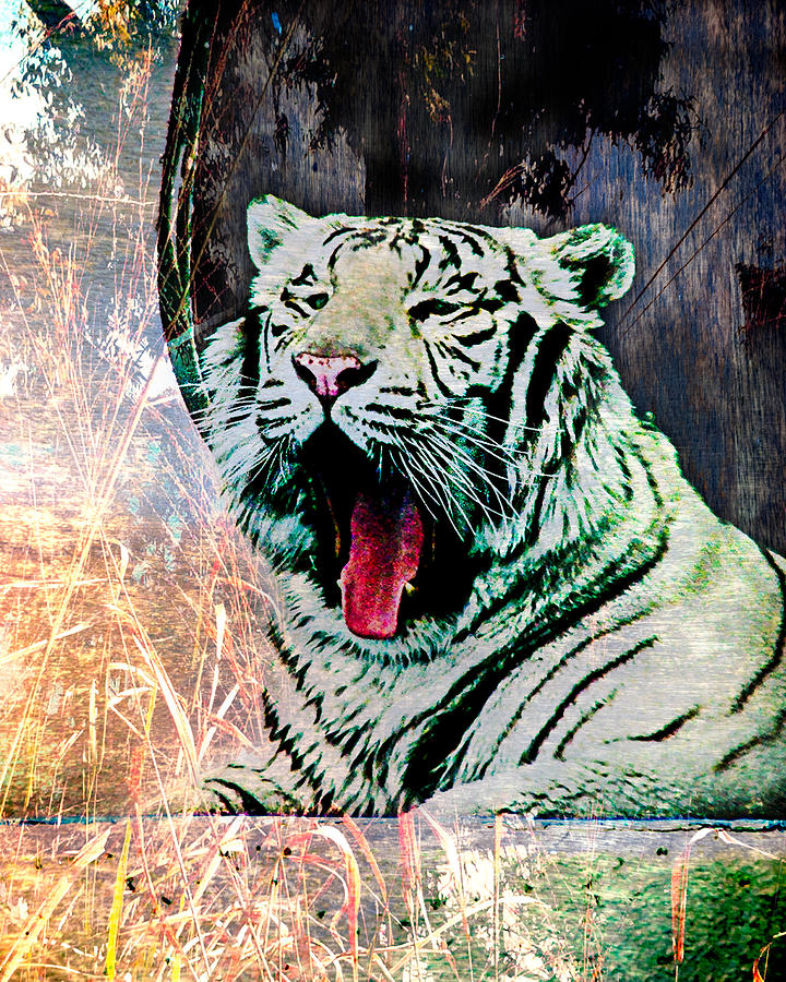 White Tiger Yawning Digital Art by Janice OConnor