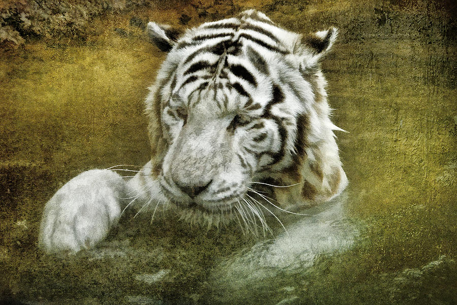 White Tigers bathtime Photograph by Brian Tarr