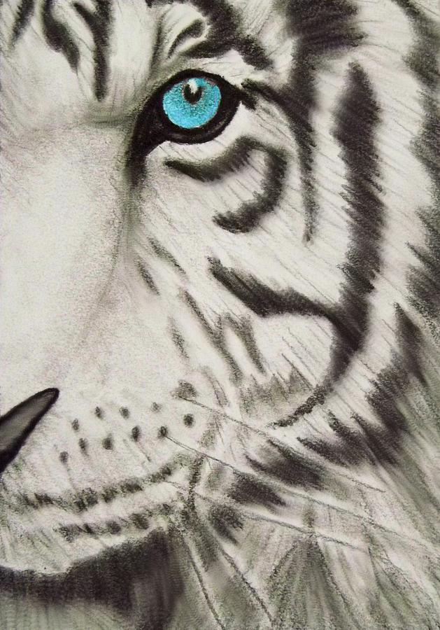 White Tiger S Eye Drawing By Tanya Arends
