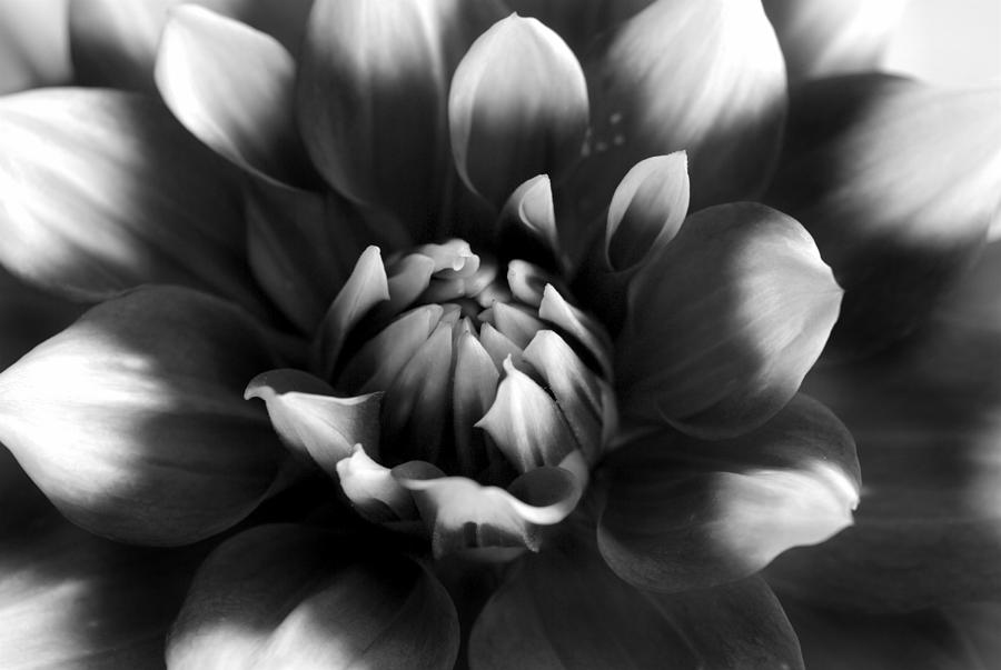 White Tipped Dahlia Photograph by Nathan Abbott