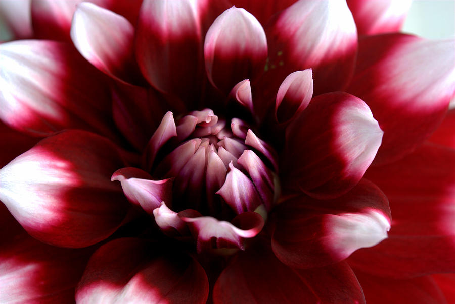 White Tipped Red Dahlia Photograph by Nathan Abbott