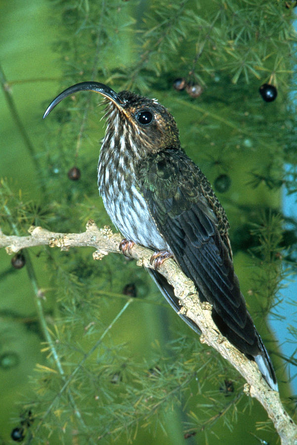 White-tipped Sicklebill Photograph by John S. Dunning