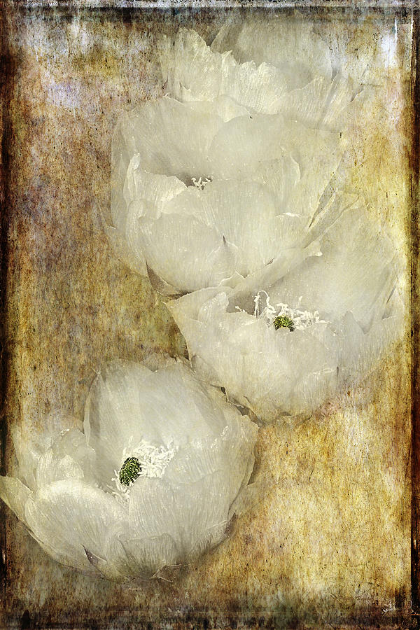 White Translucent Flowers Photograph by Phyllis Denton