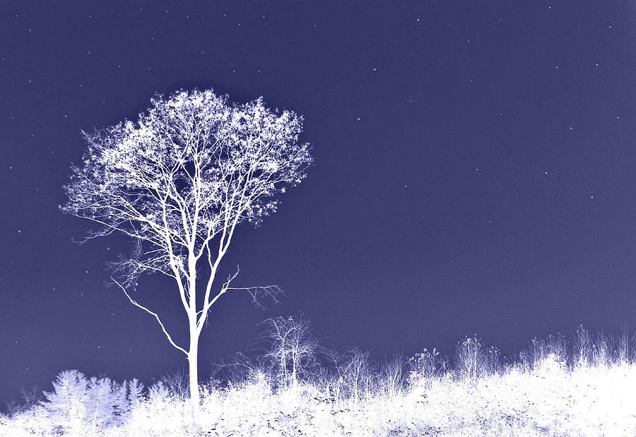 White Tree - Blue Sky - Silver Stars Photograph by Phyllis Meinke