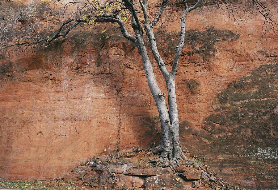 White Tree and Red Rock Face Photograph by Richard Smith