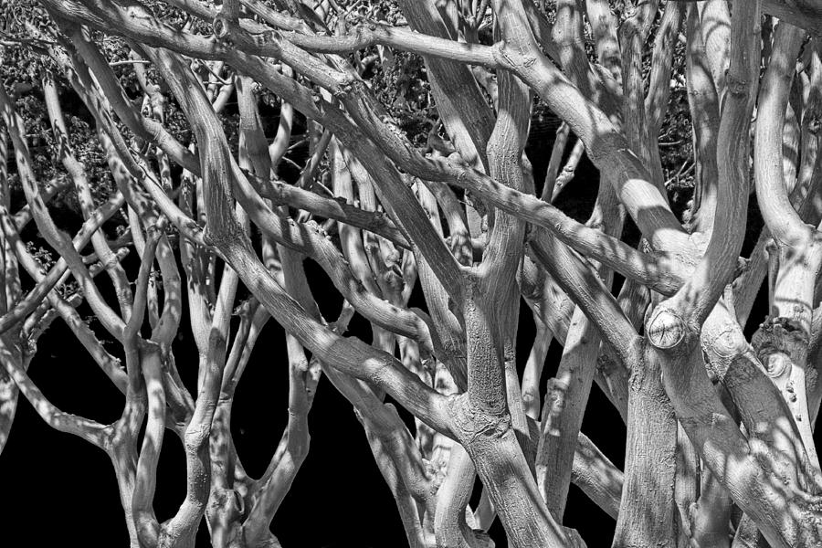 White Tree Limbs Photograph by Randall Nyhof