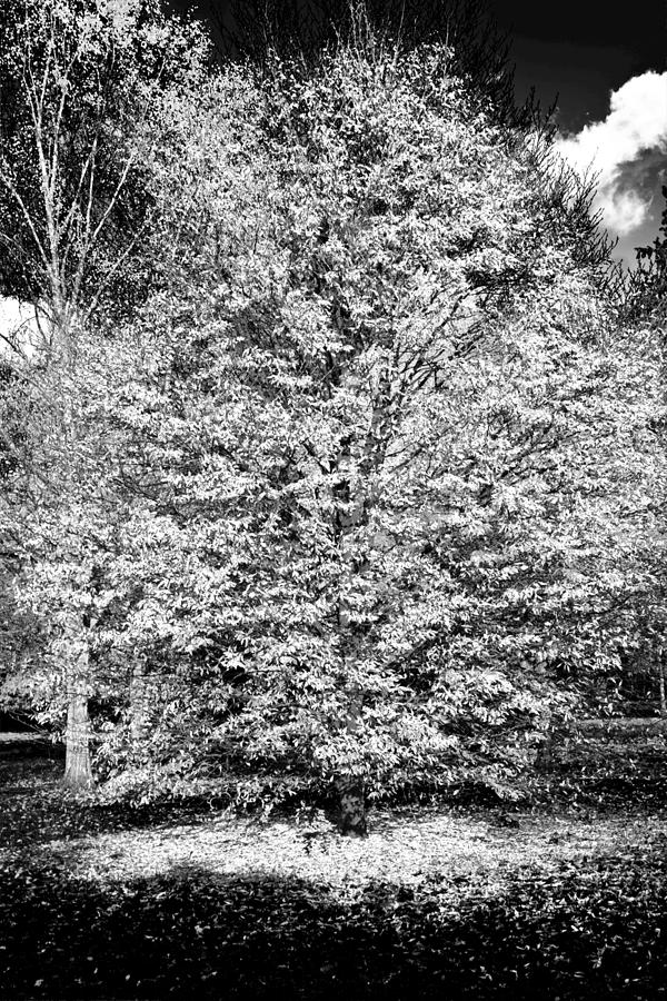 White Tree Photograph by Maj Seda