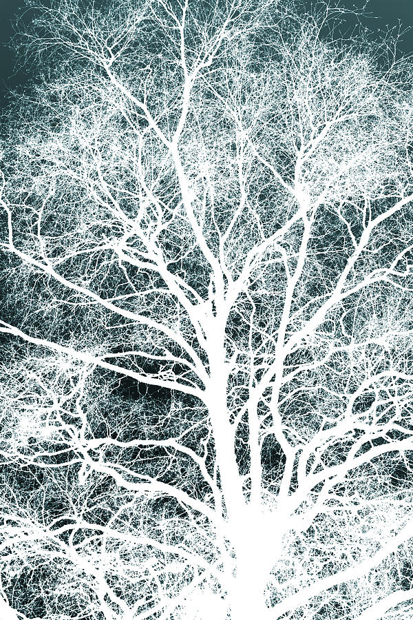 White tree Digital Art by Steve Ball