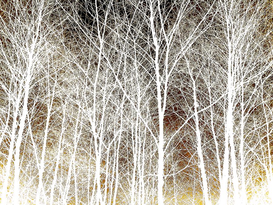 White Trees 8 Photograph by Dietrich ralph Katz | Fine Art America