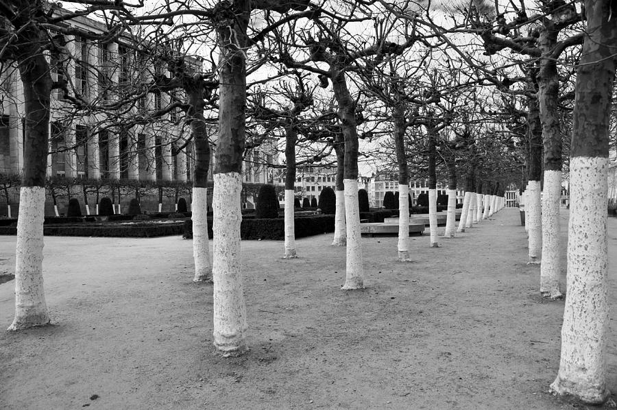 White Trees Photograph by Brian Kamprath
