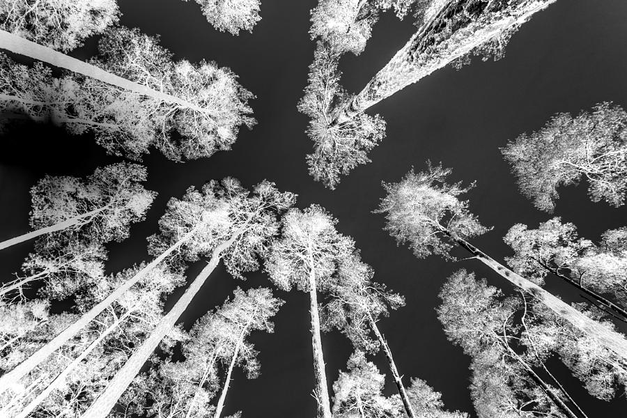 White Trees Photograph by Hakon Soreide