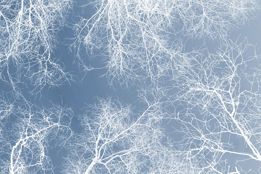 White trees  Digital Art by Steve Ball