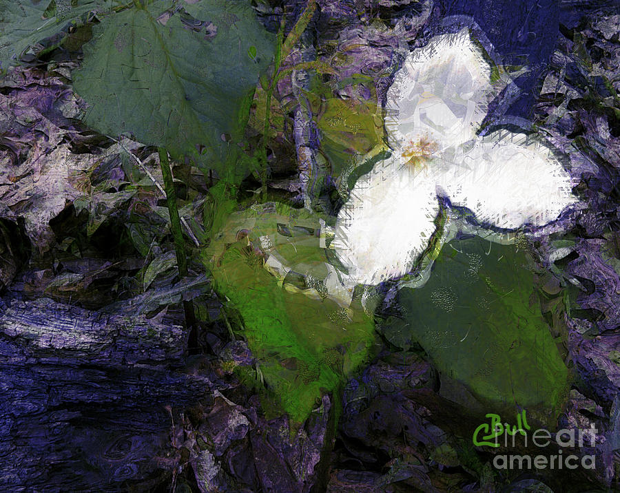 White Trillium Photograph by Claire Bull