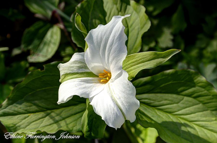White Trillium by Elaine Farrington Johnson White Trillium by Elaine Farrington Johnson