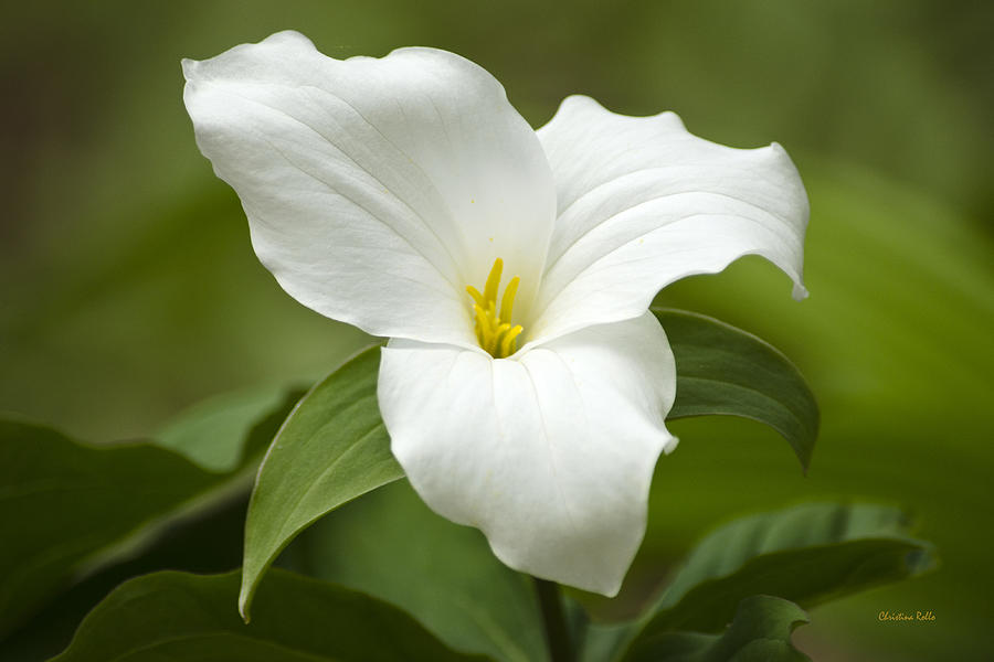 White Trillium Wildflower Photograph by Christina Rollo