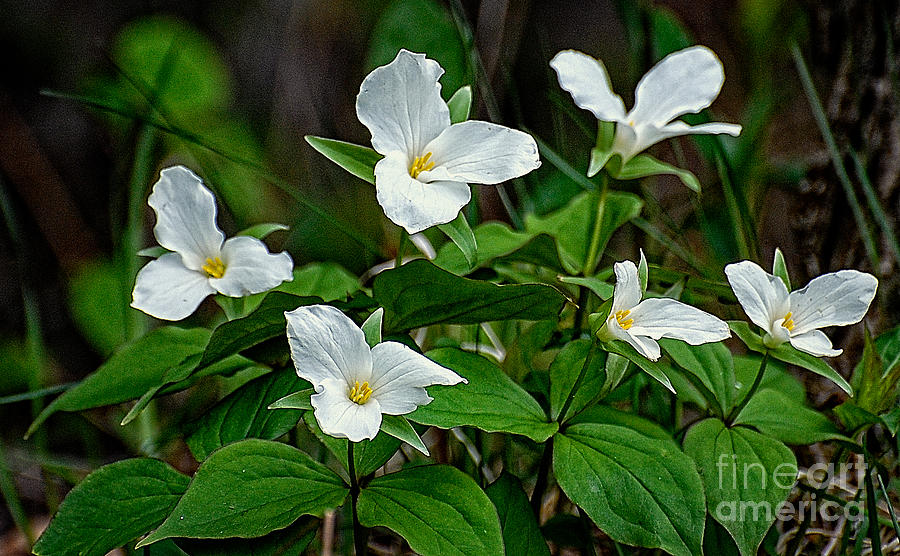 White Trilliums Photograph by Bianca Nadeau
