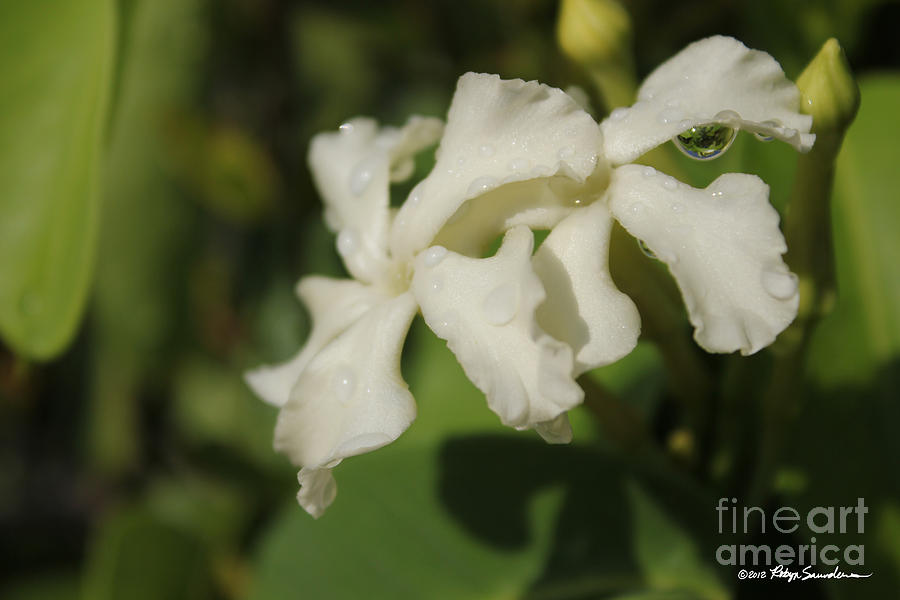 White Tropical Flower Dew Drop Photograph by Robyn Saunders
