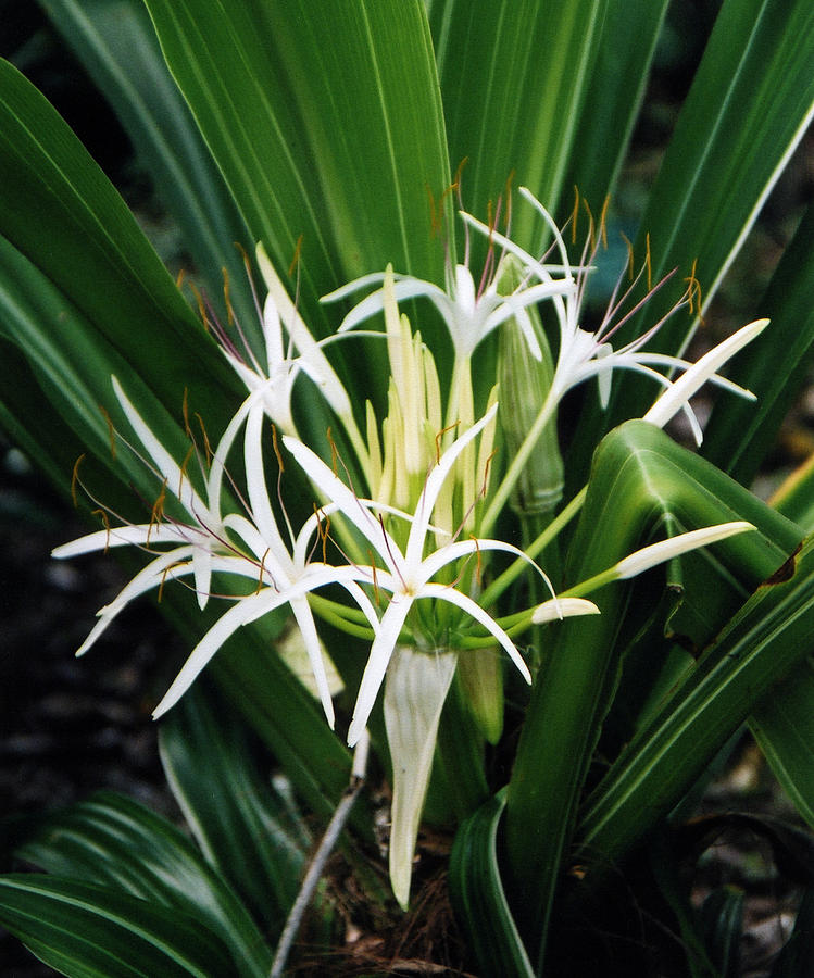 Hawaii Photograph - White Tropical Flower by Robert Lozen