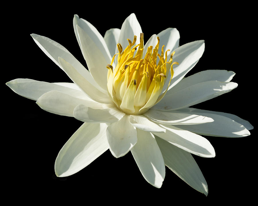 White Tropical Lilly Photograph by Sean Allen