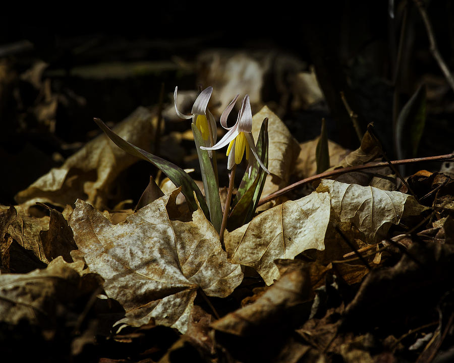 White Trout Lilies Photograph by Michael Dougherty