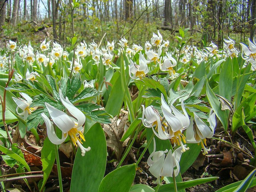 White Trout Lily Photograph by John Wilke