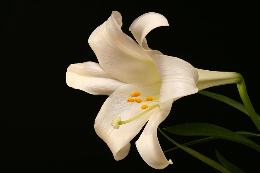 Lily Photograph - White Trumpet by Doug Norkum
