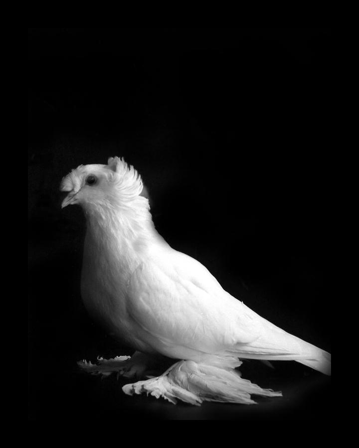 White Trumpeter Pigeon Photograph by Nathan Abbott