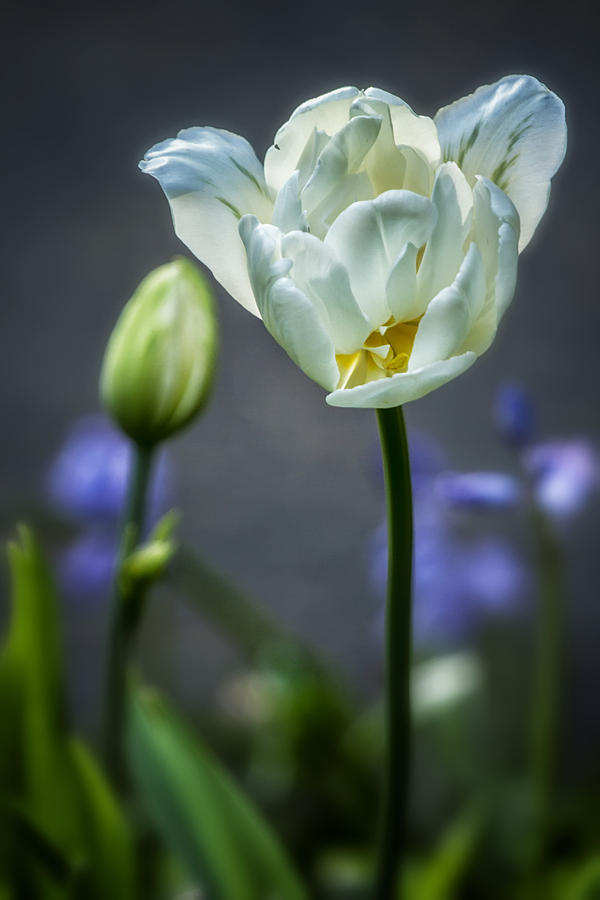 White Tulip Photograph by Belinda Greb