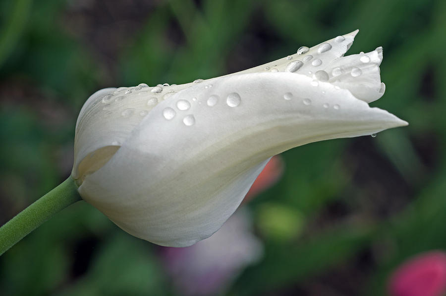Tulip Photograph - White Tulip by Cheryl Cencich