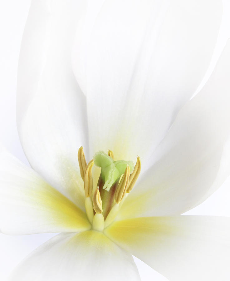 Tulip Photograph - White Tulip by David and Carol Kelly