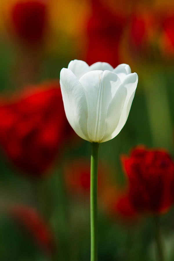 White Tulip - Featured 3 Photograph by Alexander Senin