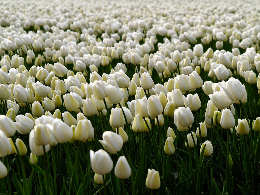 White Tulip field  Photograph by Luc Van de Steeg