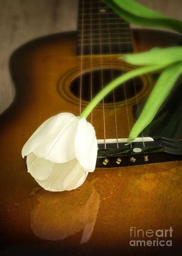 Flower Photograph - White Tulip flower and guitar by Edward Fielding