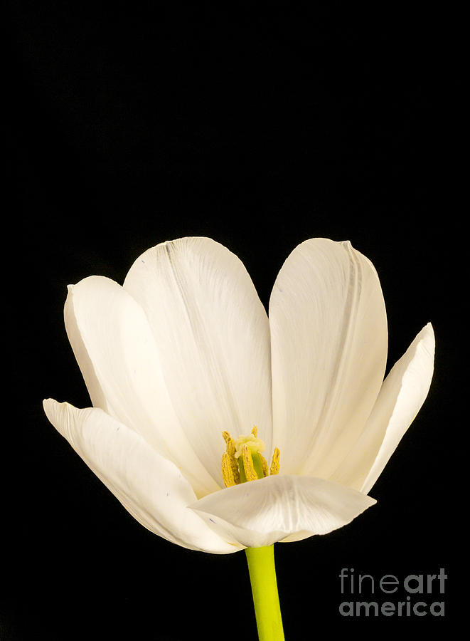 Spring Photograph - White Tulip Flower over black by Edward Fielding