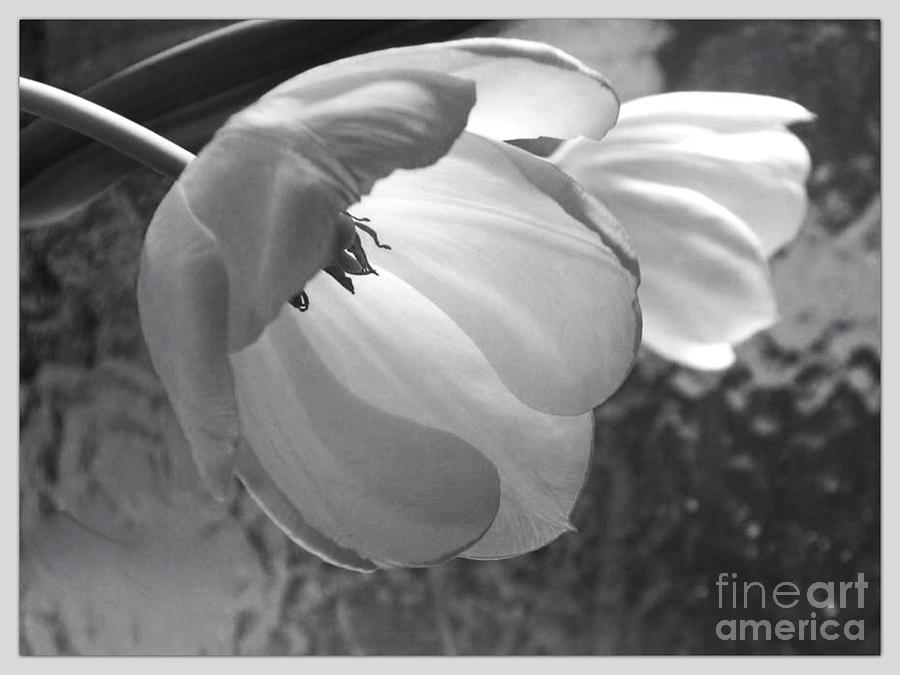 White Tulip in Monochrome Photograph by Joan-Violet Stretch