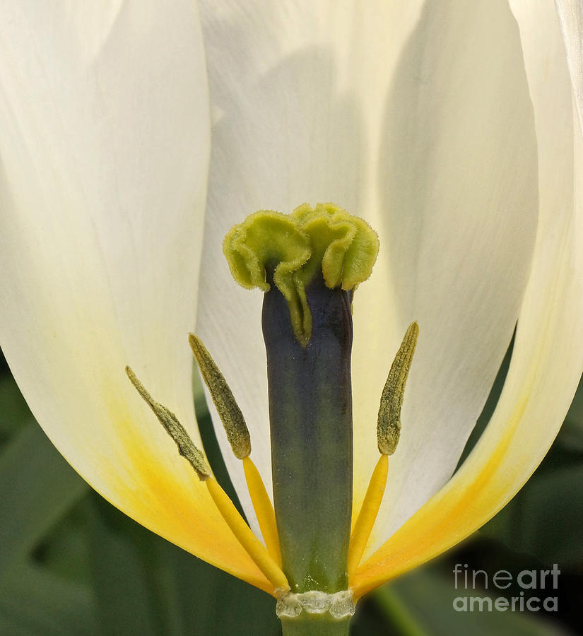 White Tulip Photograph by Inge Riis McDonald