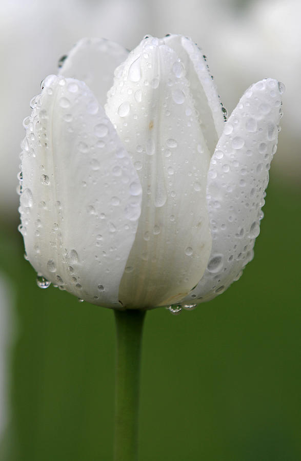 White Tulip Photograph by Juergen Roth