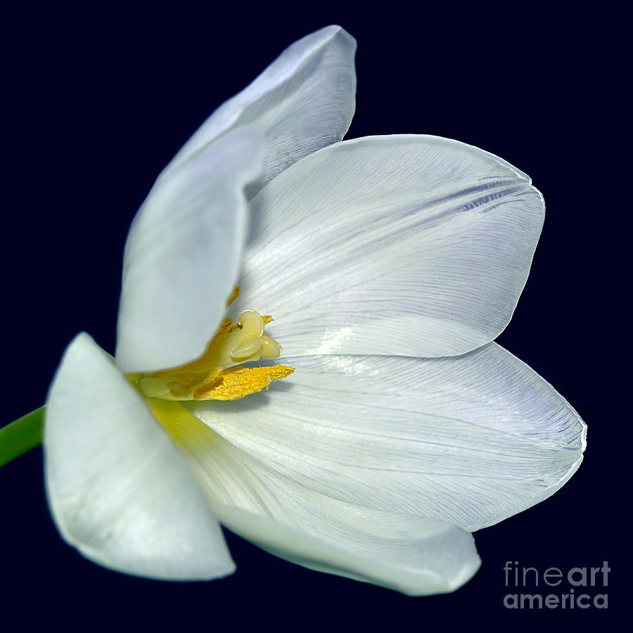Nature Photograph - White Tulip Macro by Kaye Menner