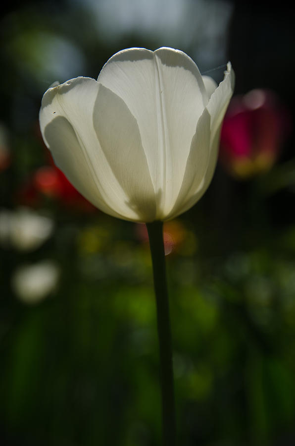 White Tulip Photograph by Michael Goyberg