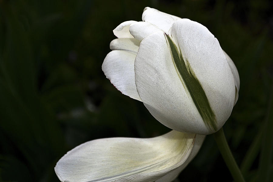 White Tulip Photograph by Nadalyn Larsen