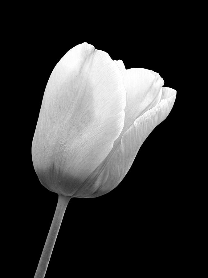 Still Life Photograph - White Tulip On Black by Gill Billington