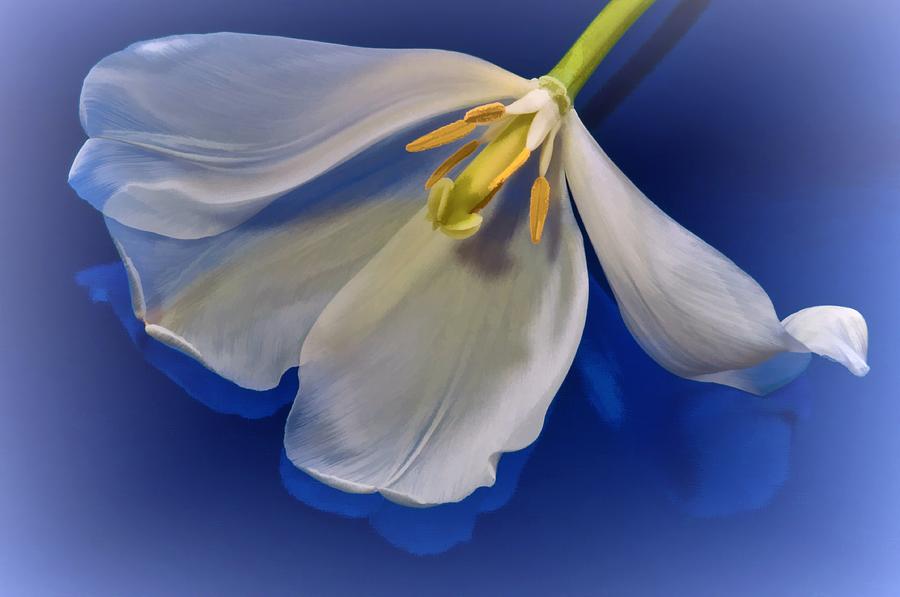 White Tulip on Blue Photograph by Phyllis Meinke