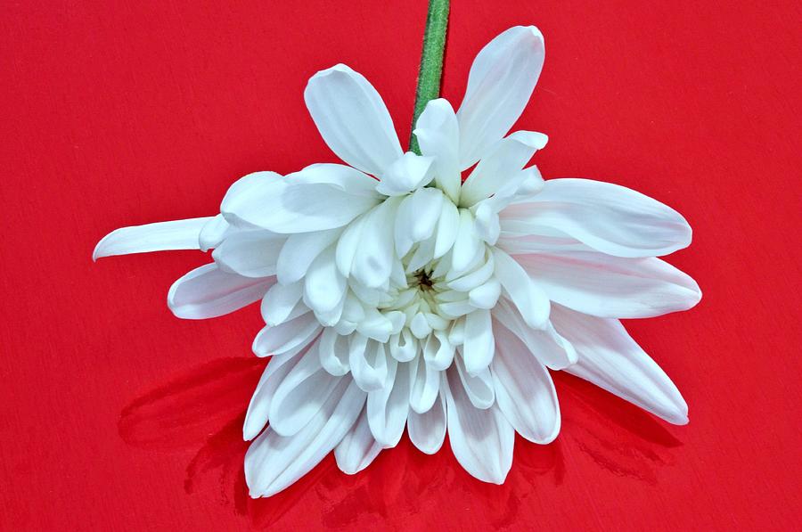 White Flower on Bright Red Background Photograph by Phyllis Meinke